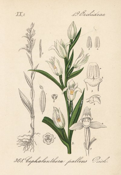 Cephalanthere heeft epe of langbladig - Zwaardbladige helleborine, Cephalanthera longifolia (Cephalanthera pallens). Handgekleurde lithografie uit Diederich von Schlechtendal