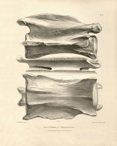 Halswervel van Macrauchenia, een prehistorisch dier gevonden door Charles Darwin tijdens zijn ontdekkingsreis aan boord van de Beagle. The Zoology of the voyage of H.M.S. Beagle onder het bevel van kapitein Fitzroy tijdens de jaren 1832 tot 1836 bewerkt en door Unbekannter Künstler