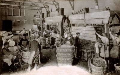 Champagne: druiven persen in het Saint-Helene oogsthuis, Moet & Chandon Epernay huis, begin twintigste eeuw door Benjamin Baud