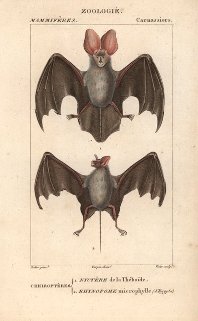 Vleermuis: nyctere van de Thebaide en rhynopome microphyll van Egypte - Gravure door Jean Gabriel Pretre, gegraveerd door Carnonkel, voor het woordenboek van natuurwetenschappen: zoogdieren door Frederic Cuvier, bewerkt door Pierre Jean Francois Turpin door Unbekannter Künstler