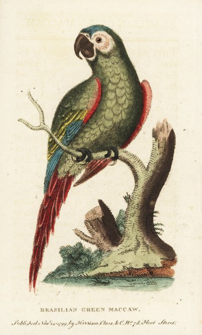 Kastanjefront ara, Ara severus. Braziliaanse groene ara. Illustratie gekopieerd van George Edwards door Unbekannter Künstler
