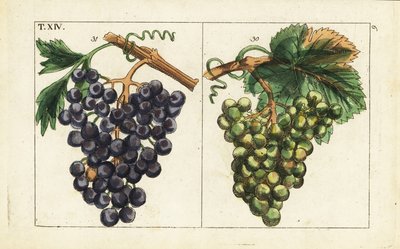 Chiavenna-druiven, Pinot noir-druiven, Vitis vinifera door Unbekannter Künstler