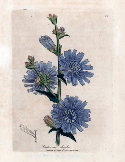 Cichorei (Cichorium intybus) uit James Sowerby
