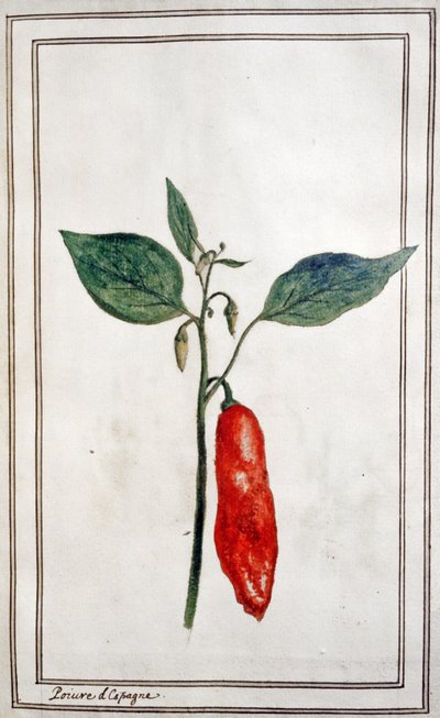 Chili, Spaanse peper, ca. 1780-1800 (gravure) door Unbekannter Künstler