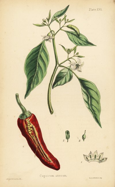 Chilipeper, Capsicum annuum. Handgekleurde lithografie door Henry Sowerby naar een illustratie door L.W. uit Edward Hamilton
