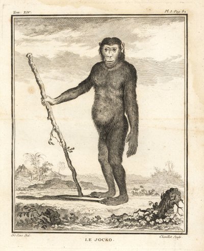 Chimpanzee, Pan troglodytes. De Jocko. Bedreigd. Kopergravure door Chevillet naar een illustratie van Jacques de Seve uit Georges-Louis Leclerc, Comte de Buffon