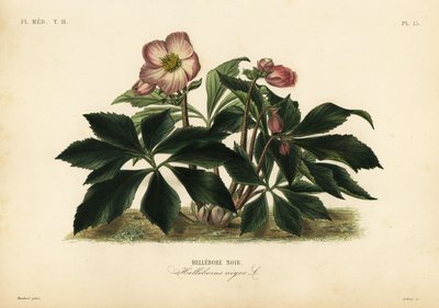 Kerstroos of zwart nieskruid, Helleborus niger door Unbekannt