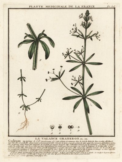 Kleefkruid, Galium aparine door Unbekannter Künstler