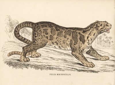 Nevelpanter, Neofelis nebulosa (Felis macrocelis). Kwetsbaar. Handgekleurde staalgravure uit Georg Friedrich Treitschke