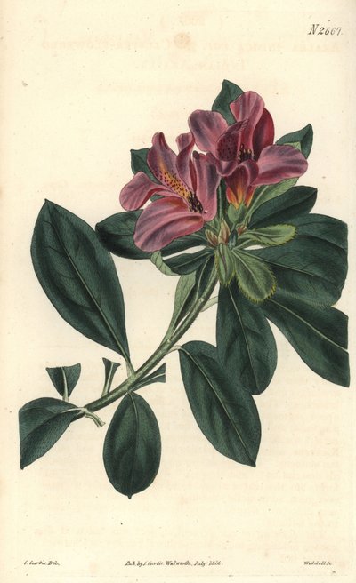 Tros paarse bloemen van een Indiase azalea. Illustratie door C. Curtis, gravure door Weddell. Kleurengraveerwerk in The Curtis Botanical Magazine, door Samuel Curtis door Unbekannter Künstler