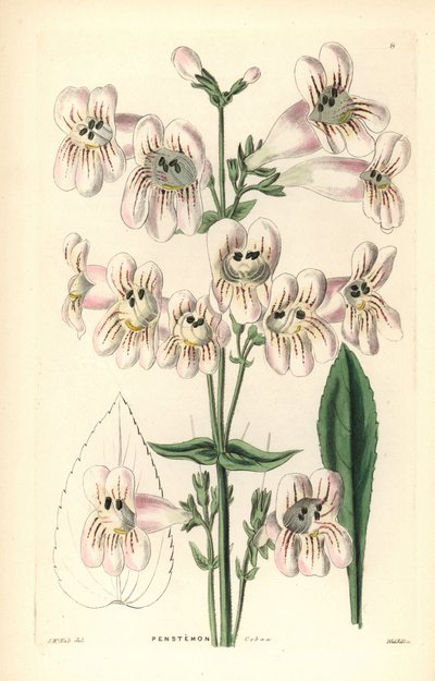 Cobaea-bloeiende penstemon, Penstemon cobaea. Handgekleurde koperplaat gravure door Weddell naar J. McNab uit John Lindley en Robert Sweet