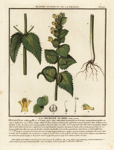 Hanenpoot, Rhinanthus crista-galli door Unbekannter Künstler