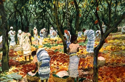 Cacao-oogst in Sao Tome, ca. 1910-20 door Unbekannter Künstler