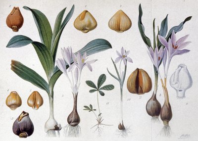 Herfsttijloos, ca. 1900 (gravure) door Unbekannter Künstler