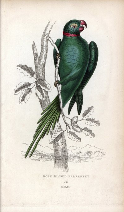 Halsbandparkiet. Lithografie van Joseph Kidd, gebaseerd op een tekening van John Audubon, in Miscellany of Natural History: Parrots, Sir Thomas DiK Lauder en Captain Thomas Brown, gepubliceerd in Edinburgh, Schotland, in 1833 door Unbekannter Künstler