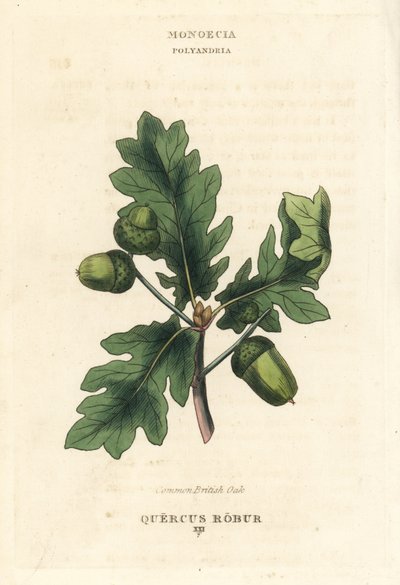 Gewone Britse eik, Quercus robur. Handgekleurde koperplaat gravure naar een illustratie van Richard Duppa uit zijn The Clours and Orders of the Linnaean System of Botany, Longman, Hurst, Londen door Unbekannter Künstler