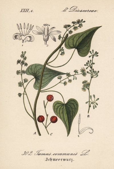 Gewone Driver of gras voor mishandelde vrouwen - Zwarte bryony, Tamus communis. Handgekleurde lithografie uit Diederich von Schlechtendal