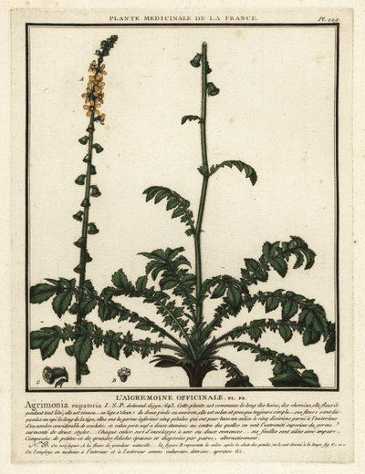 Gewone agrimonie, Agrimonia eupatoria door Unbekannter Künstler