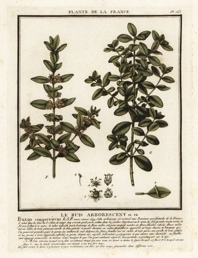 Gewone buxus, Buxus sempervirens door Unbekannter Künstler