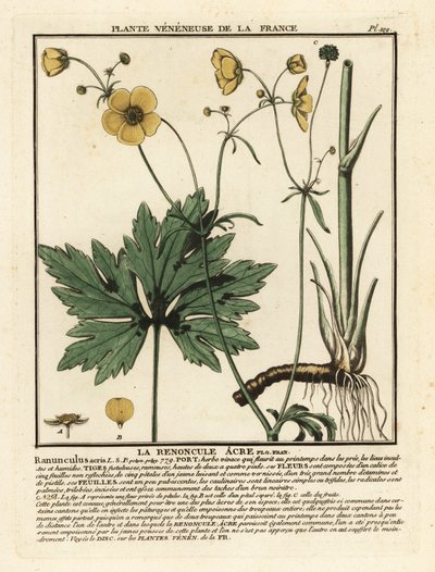 Gewone boterbloem, Ranunculus acris door Unbekannter Künstler