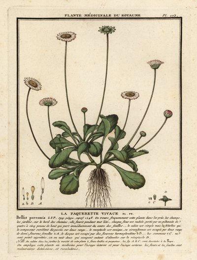 Madeliefje, Bellis perennis door Unbekannter Künstler