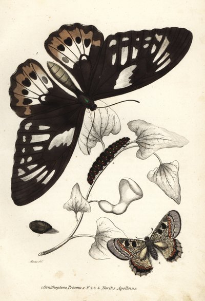 Gewone groene vogelvleugel, Ornithoptera priamus, vlinder, rups en pop, en valse Apollo, Archon apollinus (Doritis apollinus). Handgekleurde lithografie uit Georg Friedrich Treitschke