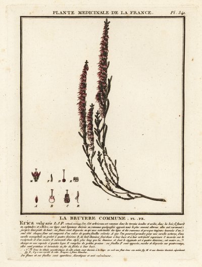 Gewone heide, Calluna vulgaris door Unbekannter Künstler