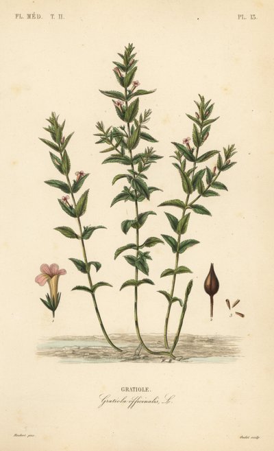 Gratiola of genadegras, Gratiola officinalis door Unbekannt