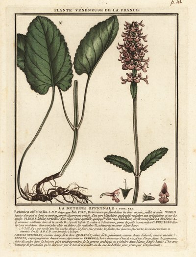 Gewone andoorn, Stachys officinalis door Unbekannter Künstler