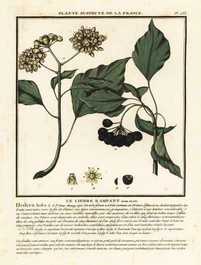 Klimop, Hedera helix door Unbekannter Künstler