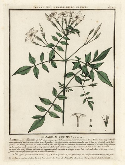 Gewone jasmijn, Jasminum officinale door Unbekannter Künstler