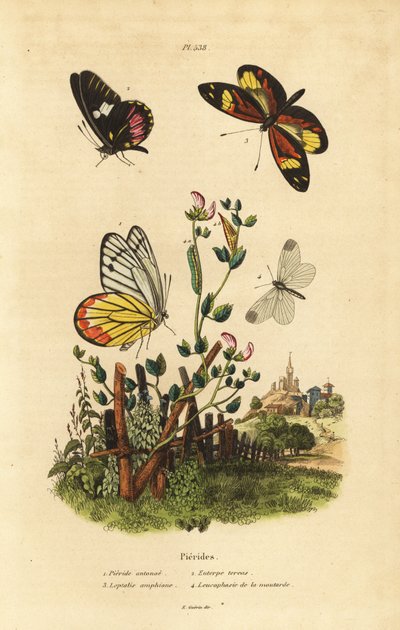 Gewone jezebel, Delias eucharis 1, wit met rundvlees, Archonias brassolis 2, tijgerimitatie wit, Dismorphia amphione 3, houtwitje, Leptidea sinapis 4 door Unbekannt
