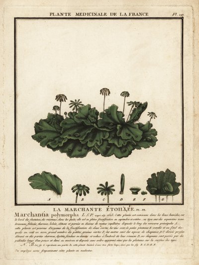 Gewone levermos, Marchantia polymorpha door Unbekannter Künstler