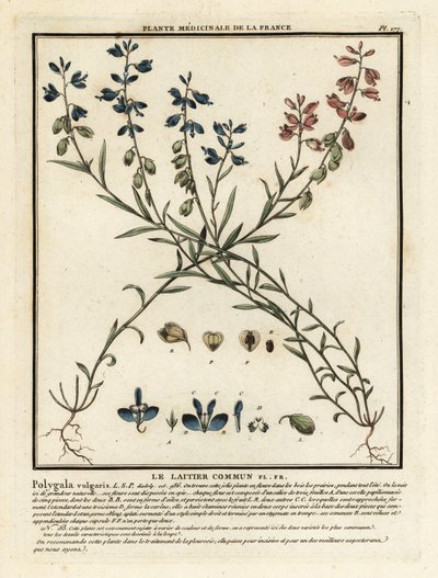 Veldparelmoervlinder, Polygala vulgaris door Unbekannter Künstler
