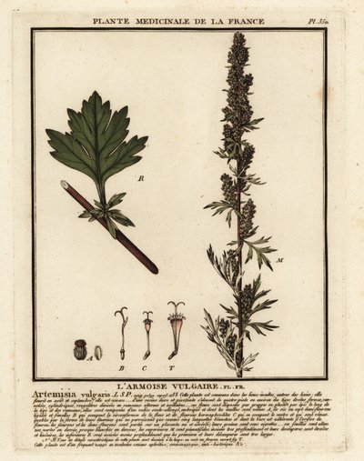 Bijvoet, Artemisia vulgaris door Unbekannter Künstler