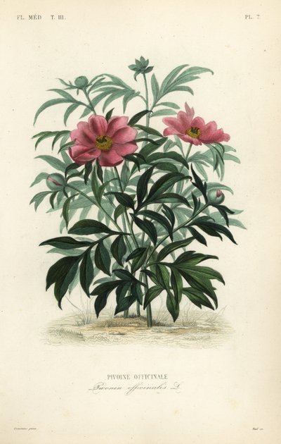 Gewone pioenroos of tuinpioen, Paeonia officinalis, Pivoine officinale door Unbekannt