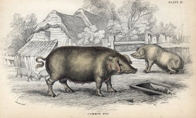 Gewoon varken in een varkensstal. Kopergravure door William Lizars, gebaseerd op een tekening van James Stewart, gepubliceerd in de Naturalist Library: zoogdieren, pachydermen en viervoeters met fijne huid, bewerkt door W. H. Lizars door Unbekannter Künstler