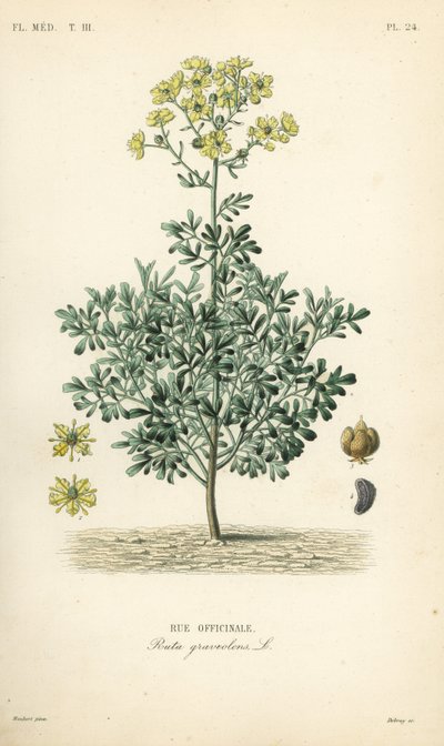 Gewone wijnruit of genadekruid, Ruta graveolens, Rue officinale door Unbekannt