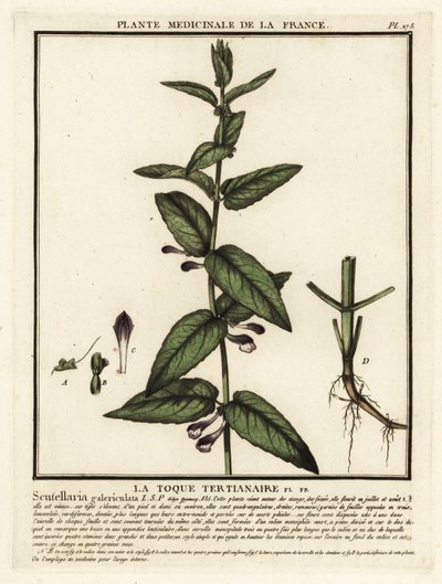 Gewone helmkruid, Scutellaria galericulata door Unbekannter Künstler