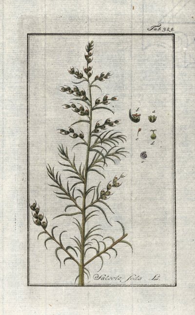 Gewone soda (Salsola soda). Lithografie uit 