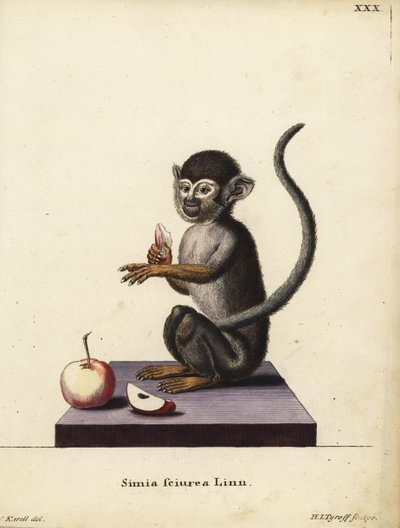 Gewone doodshoofdaap, Saimiri sciureus. Simia sciurea Linn. Handgekleurde kopergravure door Hermann Jakob Tyroff naar een illustratie van Joseph Karell uit Johann Christian Daniel Schreber