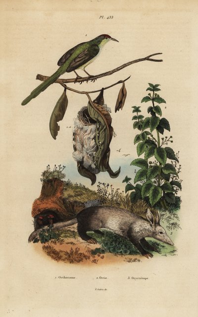 Gewone kleermakersvogel, Orthotomus sutorius met nest, brandnetel, Urtica dioica, en aardvarken, Orycteropus afer door Unbekannt