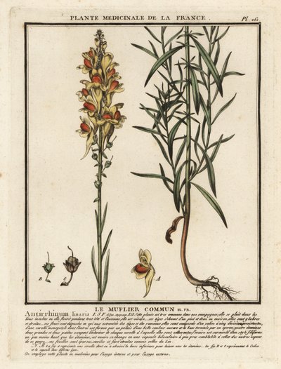 Vlasbekje, Linaria vulgaris door Unbekannter Künstler