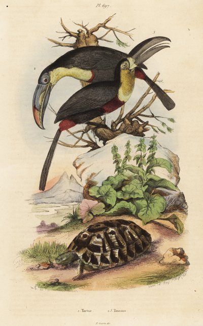 Griekse landschildpad, Testudo graeca, zwavelborsttoekan, Ramphastos sulfuratus, en witkeeltoekan, Ramphastos tucanus door Unbekannt