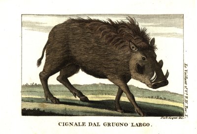 Gewone wrattenzwijn, Phacochoerus africanus. Uit Francois Le Vaillant (Levaillant door Unbekannter Künstler