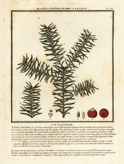 Gewone taxus of Engelse taxus, Taxus baccata door Unbekannter Künstler