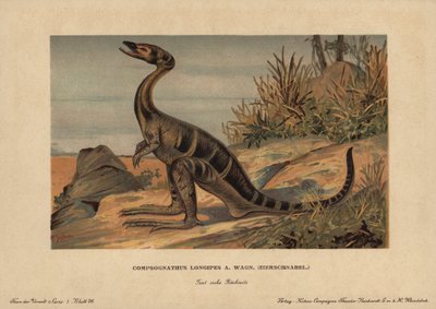 Compsognathus longipes, een geslacht van kleine tweevoetige dinosauriërs van de carnivore Jura. Chromolithografie van F. John (serie prehistorische dieren van de Reichardt Cocoa Company), oorspronkelijk gepubliceerd in 