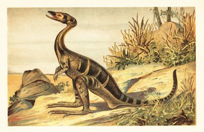Compsognathus longipes, uitgestorven kleine, carnivore theropode. 1908 (lithografie) door Unbekannter Künstler