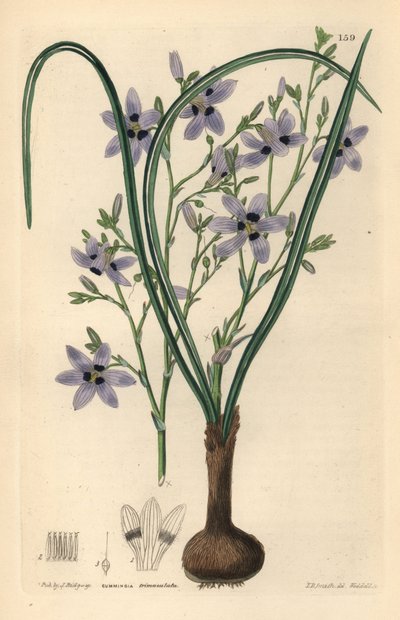 Conanthere - Conanthera trimaculata (Drie-gevlekte cummingia, Cummingia trimaculata) door Unbekannter Künstler