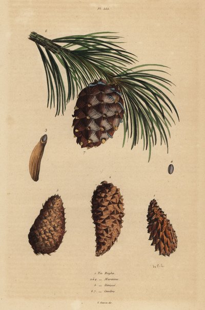 Kegels van de kruipende den, Pinus mugo, Aleppo-den, Pinus halepensis, pekden, Pinus rigida, en Zwitserse den, Pinus cembra door Unbekannt